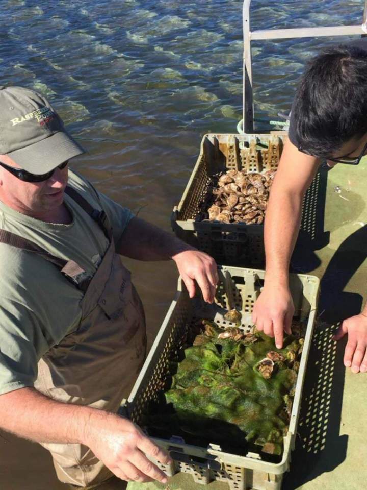 We support sustainable farming practices because oysters help the surrounding ecosystem and environment. Both native and farmed oysters have a purifying function. Indeed, they filter water by trapping atmospheric nitrogen and carbon dioxide.